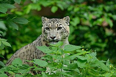 《碧蓝幻想：Relink》1.1.0更新3月14日上线 添加新Boss战